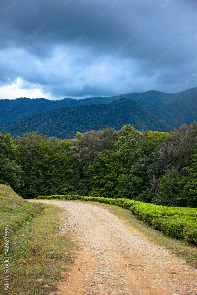 A stone, sandy road leading to the mountains through the forest. Landscape before the rain. A stone, sandy road leading to the mountains through the forest. Landscape before the rain.