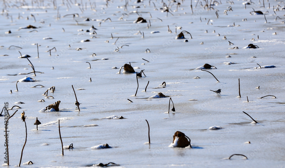 Fototapeta premium Broken lotus flowers, behind the snow