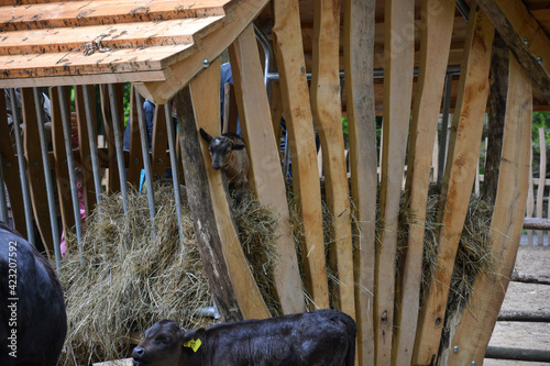 Futterkrippe, Futterraufe, Futterstelle mit Stroh und Heu gefüllt, aus Holz für Ziegen photo