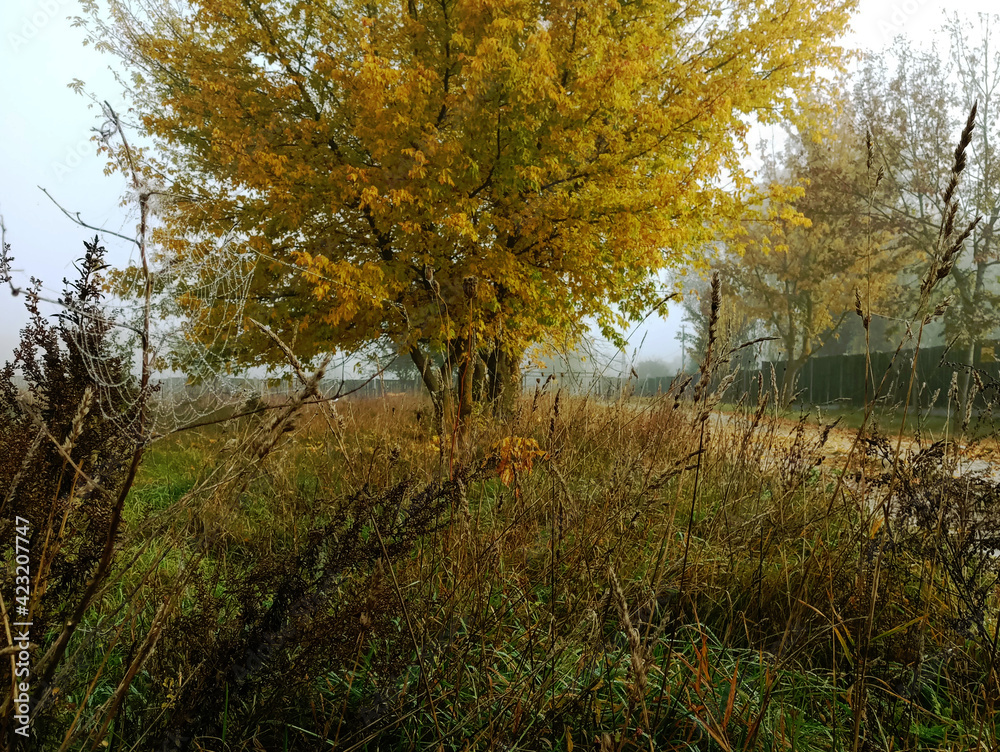 Fototapeta premium autumn in the forest