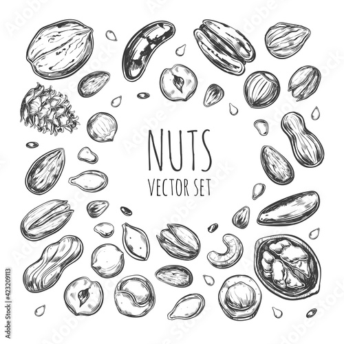 Nuts and seeds collection. Vector Hand drawn objects . Isolated
