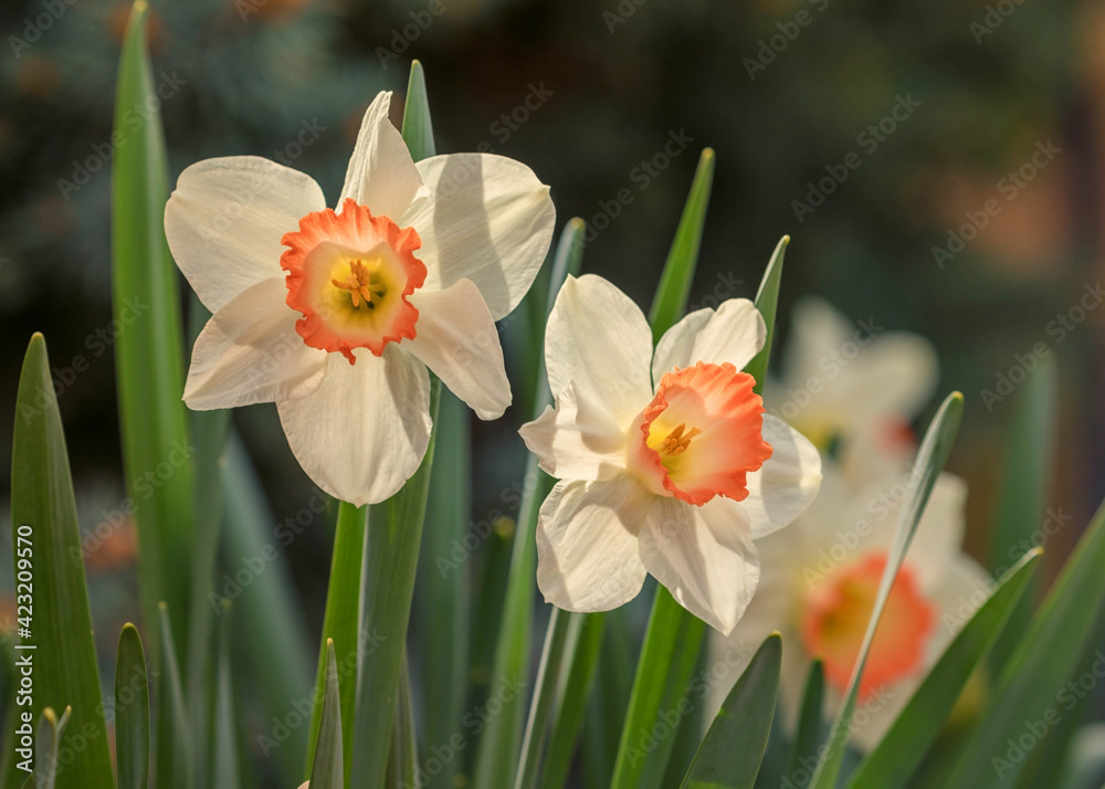 Osterglocken (Narzissen) im Frühling Osterglocken (Narzissen) im Frühling