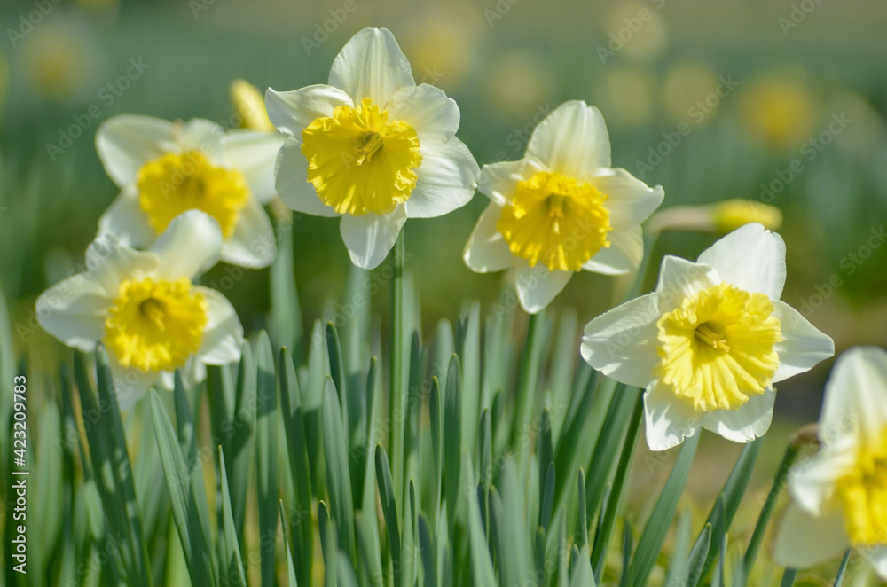 Osterglocken (Narzissen) im Frühling Osterglocken (Narzissen) im Frühling