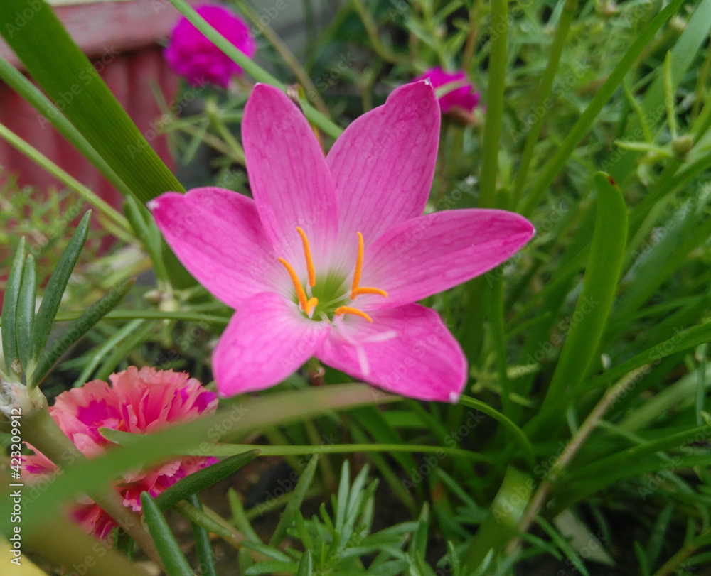 close up of flower blooming in branch of green leaves plant growing in garden, nature photography, gardening background, pink flower in the grass close up of flower blooming in branch of green leaves plant growing in garden, nature photography, gardening background, pink flower in the grass