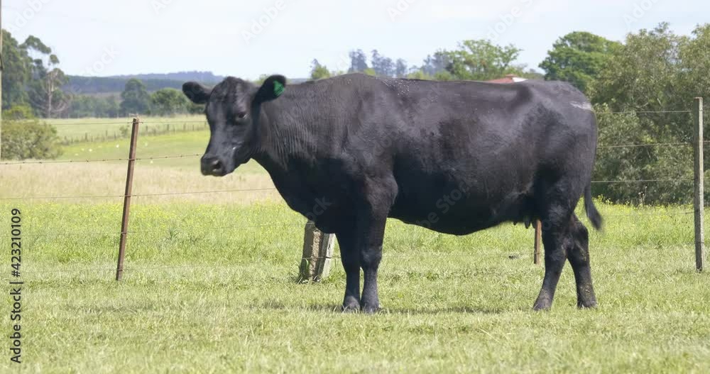 Adult angus cow in a green field Adult angus cow in a green field