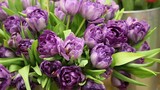 Background of purple fully open tulips with green leaves on a flower show (tulip variety - Blue Diamond), large format