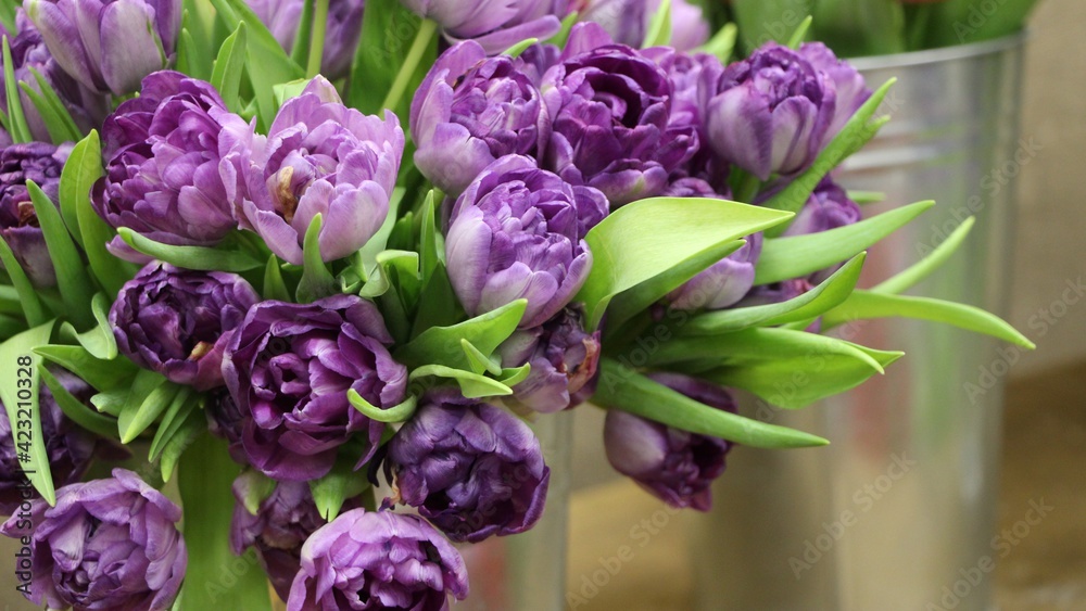 Obraz premium Background of purple fully open tulips with green leaves on a flower show (tulip variety - Blue Diamond), large format