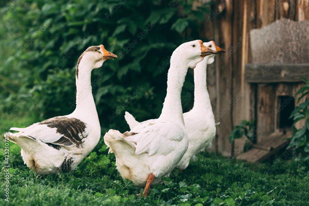 Domestic geese on a green meadow. Summer green rural farm landscape. Geese in the grass, domestic bird, flock of geese, panoramic view Domestic geese on a green meadow. Summer green rural farm landscape. Geese in the grass, domestic bird, flock of geese, panoramic view