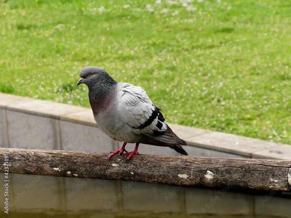 Obraz premium pigeon in the park