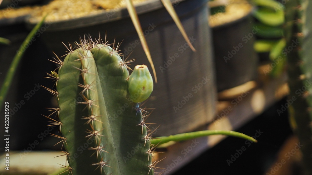 Fototapeta premium cactus close up