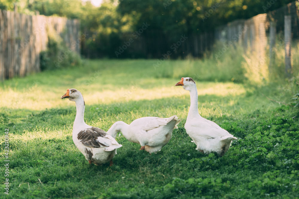 Domestic geese on a green meadow. Summer green rural farm landscape. Geese in the grass, domestic bird, flock of geese, panoramic view Domestic geese on a green meadow. Summer green rural farm landscape. Geese in the grass, domestic bird, flock of geese, panoramic view