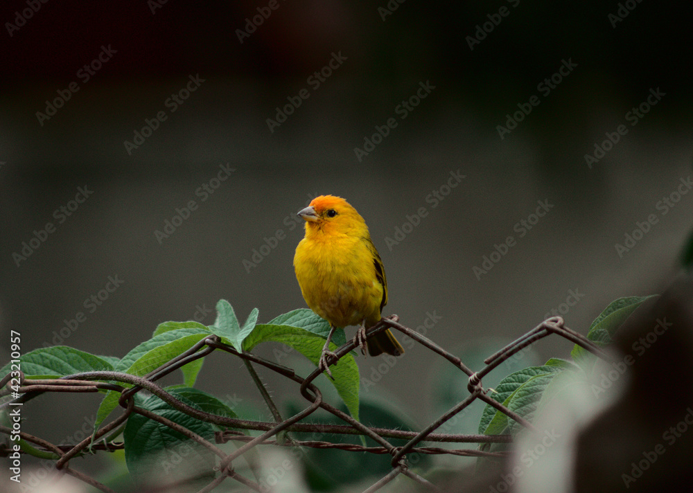 redhead yellow canary bird