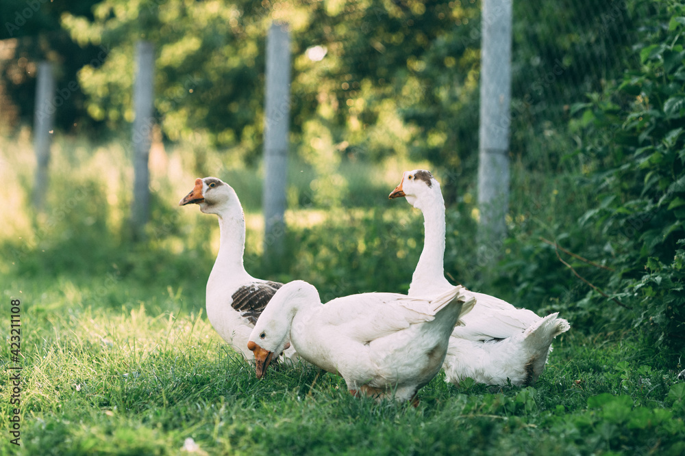 Domestic geese on a green meadow. Summer green rural farm landscape. Geese in the grass, domestic bird, flock of geese, panoramic view Domestic geese on a green meadow. Summer green rural farm landscape. Geese in the grass, domestic bird, flock of geese, panoramic view
