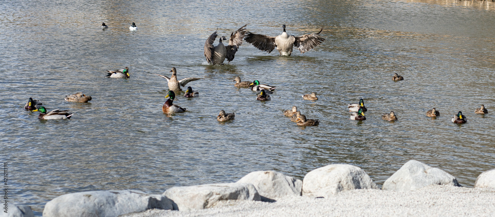 Fototapeta premium Geese