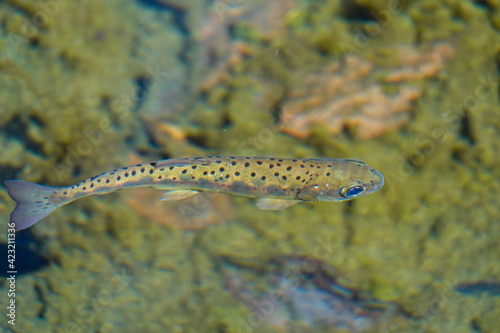 Formosa Taiwan Landlocked Masu Salmon, a protected animal, swimming in a river in Wuling Farm, Taiwan photo