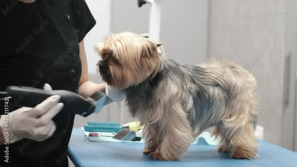 Professional haircut and dog care Yorkshire Terrier in the grooming salon Professional haircut and dog care Yorkshire Terrier in the grooming salon