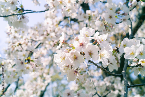 blooming tree © you.k