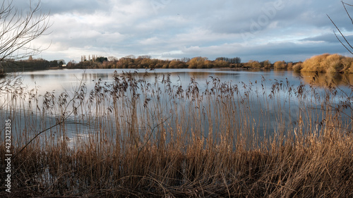 A peacful quiet lake late afternoon sun, reeds in the foreground