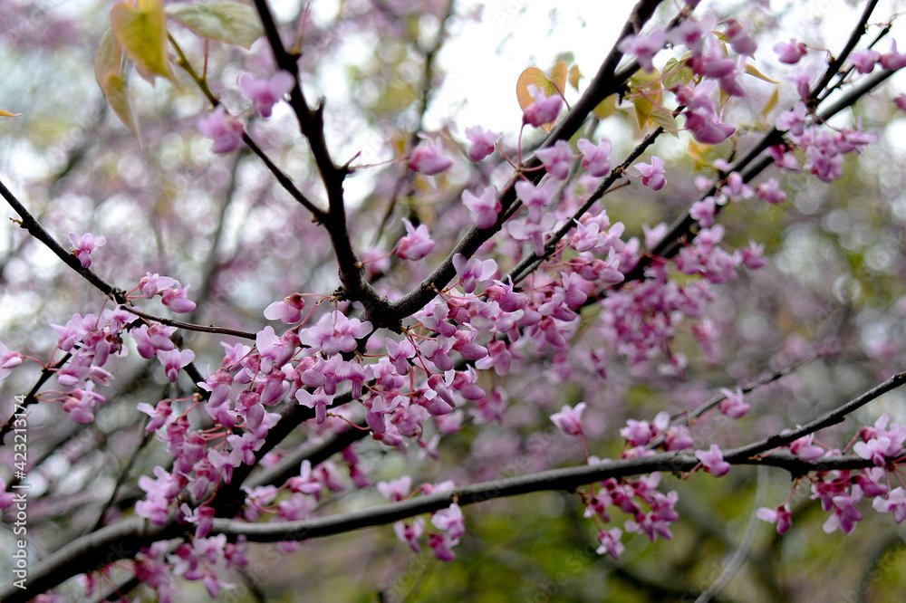  Botanical Garden of Canada Burlington cherry blossoms bloom