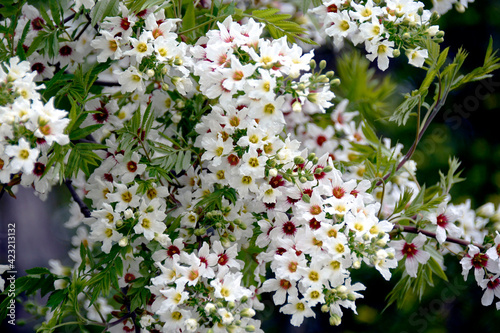  Botanical Garden of Canada Burlington Alyssum obovatum ..