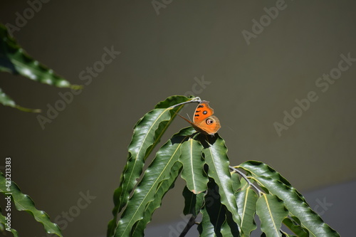 butterfly on a tree