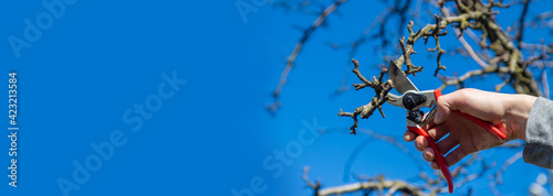 Quadro su tela pruning branches with pruning shears. Selective focus