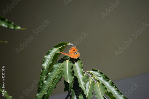 butterfly on a tree