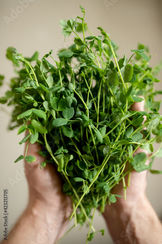 Men's hands hold pea microgreens. Sprouting microgreens, Seed Germination at home. Superfood, planting at home at the window. growing peas. Vegan and healthy eating concept. Selective focus.