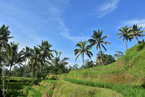 rice fields surrounded by coconut trees