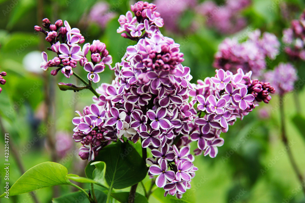 Obraz premium Botanical Garden of Canada Royal pink and White lilac