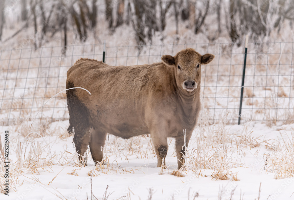 cow in winter scene. She has thick fuzzy coat in a snowy pasture on farm cow in winter scene. She has thick fuzzy coat in a snowy pasture on farm