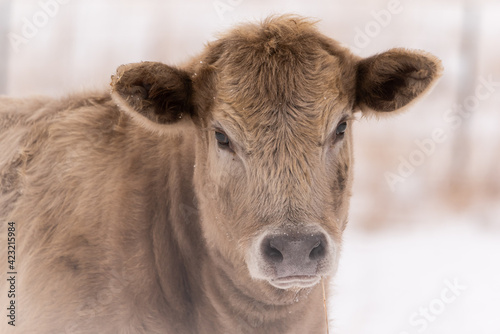 cow in winter scene. She has thick fuzzy coat in a snowy pasture on farm