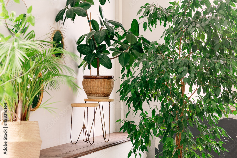 Large round concrete pot with green leaves on cement floor near the green tropical garden with sunshine in the morning with copy space. Large round concrete pot with green leaves on cement floor near the green tropical garden with sunshine in the morning with copy space.