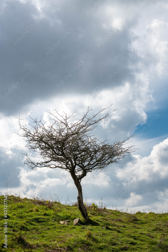 Obraz premium Lonely leafless tree with dramatic sky