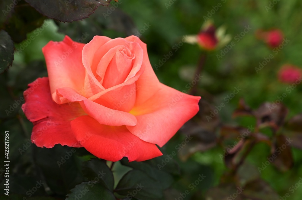 beautiful pink rose on the background of green foliage in the garden. Selective focus, bokeh beautiful pink rose on the background of green foliage in the garden. Selective focus, bokeh
