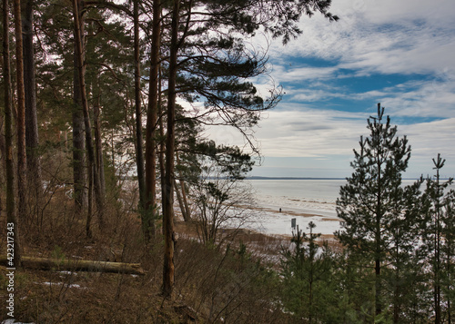 Pine forest landscape with young and mature trees on the slope of a hilly coastline overlooking the frozen Baltic Sea and cloudy skies in early spring.