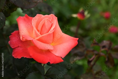 beautiful pink rose on the background of green foliage in the garden. Selective focus  bokeh