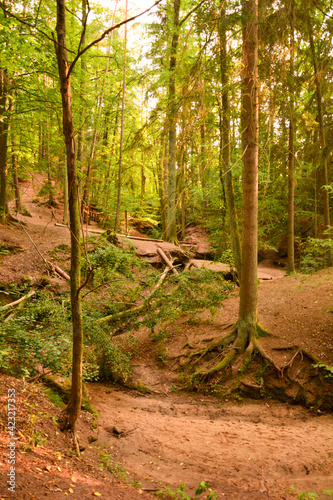 Trockener Bach im Wald in Franken