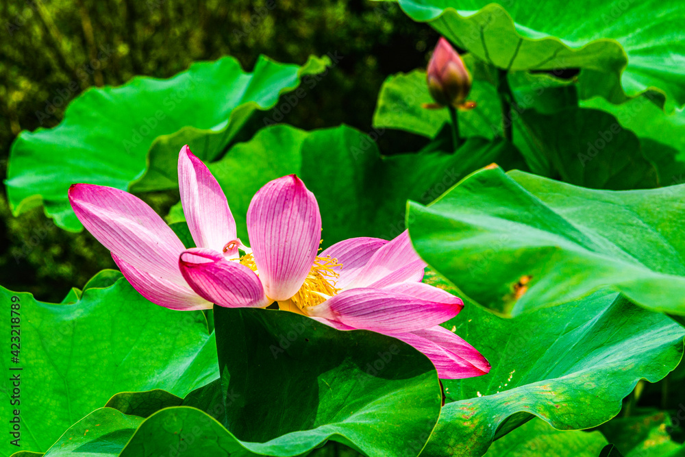 Pink lotus flower in summer Pink lotus flower in summer