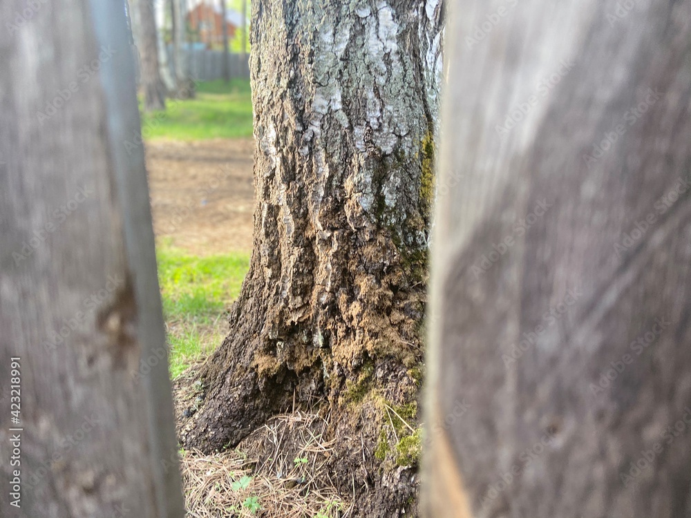 Fototapeta premium birch