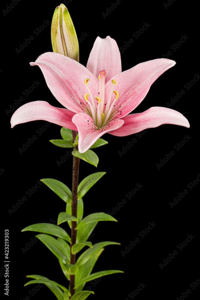 Pink lily flower, isolated on black background Pink lily flower, isolated on black background