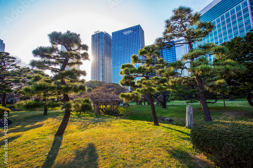 Fotografía Idyllic pine trees in Hamarikyu gardens (next to Ginza district) of Tokyo