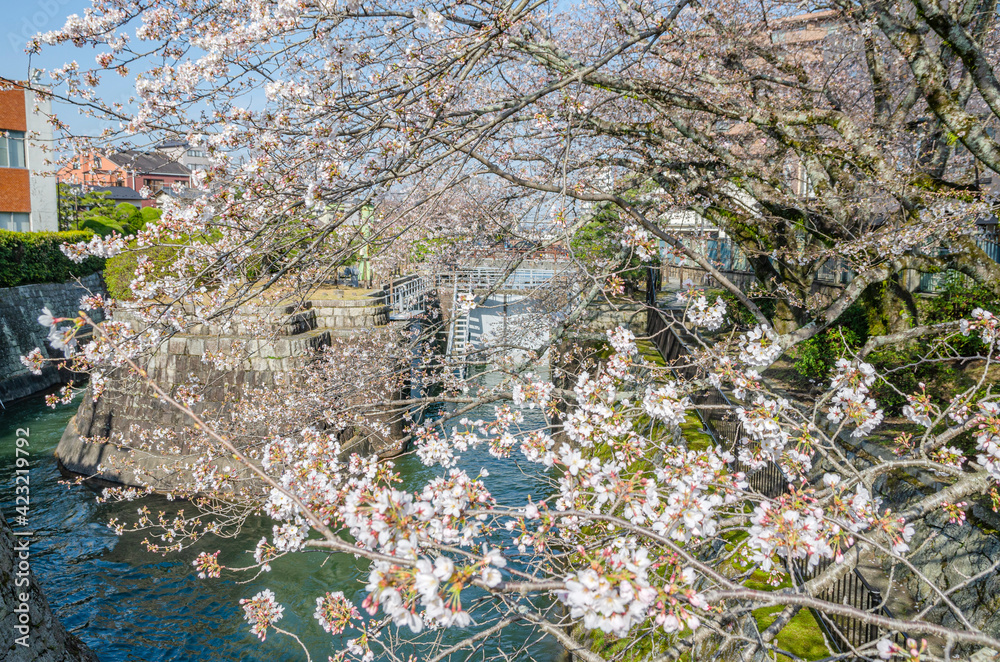 琵琶湖疏水第一トンネル付近の桜