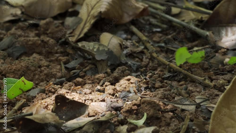 Leafcutter ant in Costa Rica cut plant material and carrying leaves Marching in long lines Leafcutter ant in Costa Rica cut plant material and carrying leaves Marching in long lines