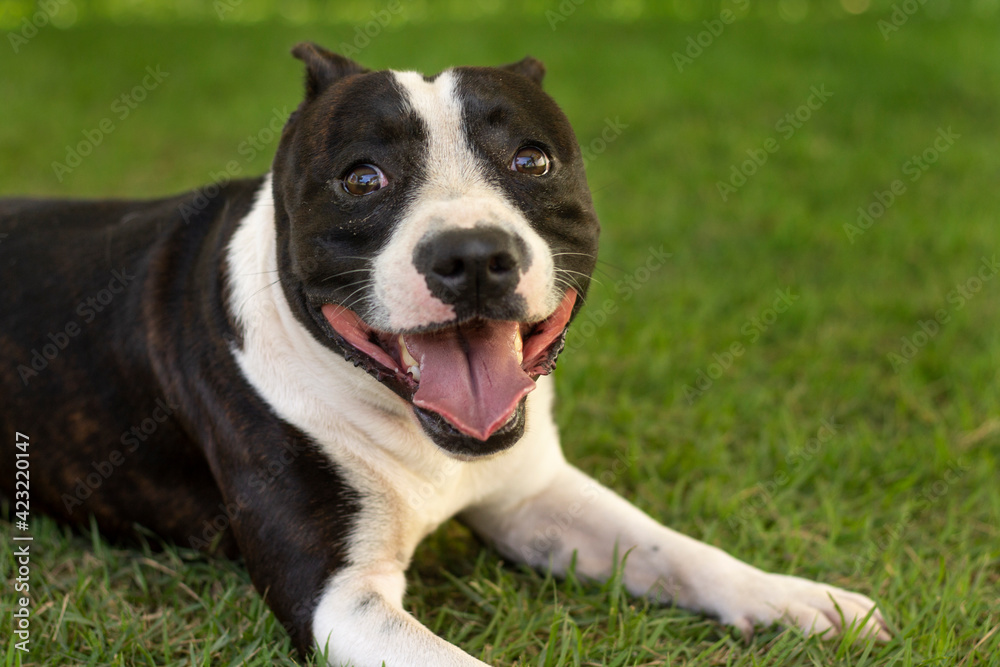 american staffordshire terrier - a happy looking dog on the grass in a sunny day
