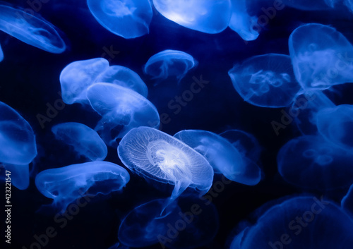 jelly fish blue