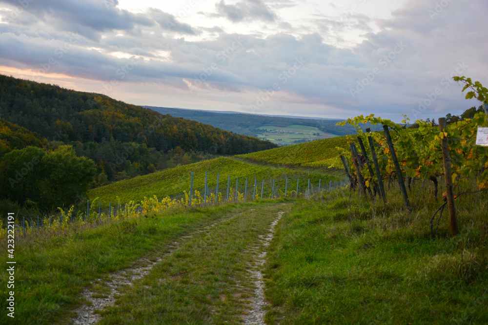 Wanderweg durch die Weinberge bei Hammelburg in Franken mit Weinreben und Panorama bei Sonnenuntergang, Hammelburg, Franken, Bayern, Deutschland