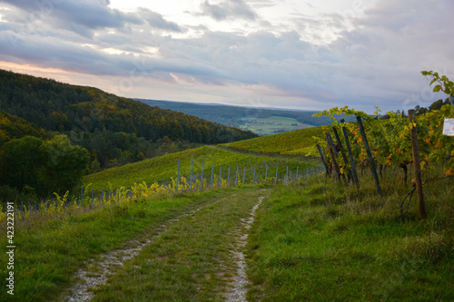 Wanderweg durch die Weinberge bei Hammelburg in Franken mit Weinreben und Panorama bei Sonnenuntergang, Hammelburg, Franken, Bayern, Deutschland