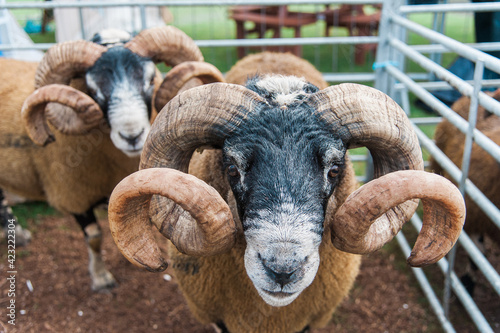 Fototapeta Naklejka Na Ścianę i Meble -  Sheep with Curly Horns