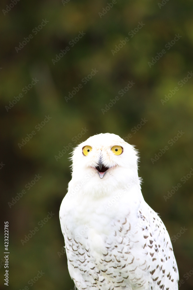 Naklejka premium snow owl